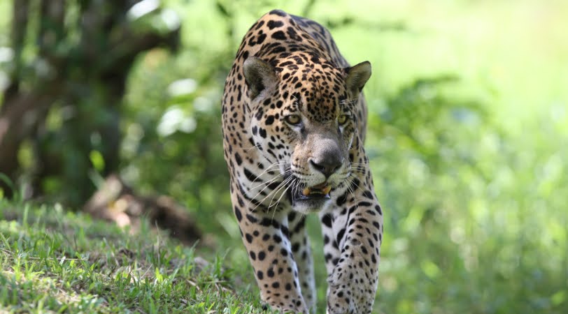 la_guyane_4